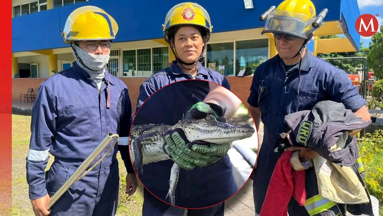 Localizan a cría de cocodrilo dentro de una escuela de Boca del Río, Veracruz