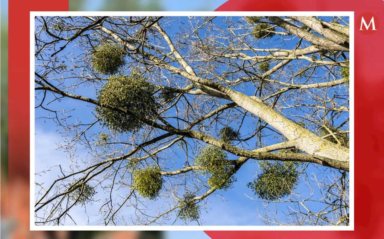 Rescatan más de 32 mil árboles en León; Medio Ambiente combate plaga de muérdago