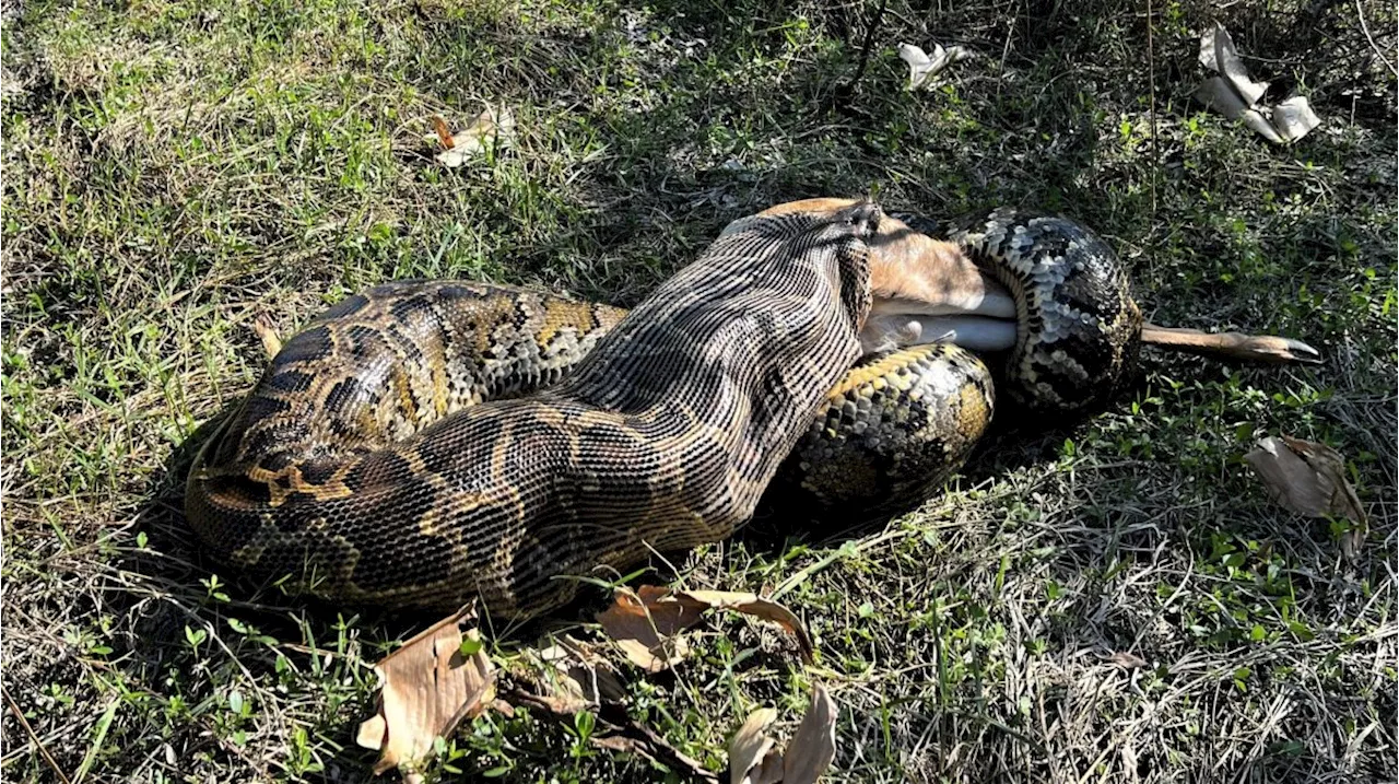 WATCH: Burmese python swallows 77-pound white-tailed deer