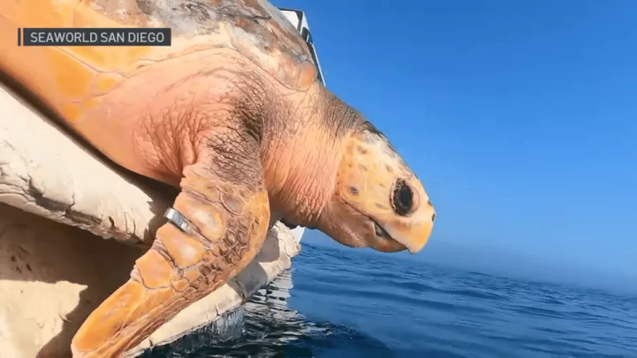 SeaWorld San Diego releases rehabilitated sea turtle found cold-stunned in Canada