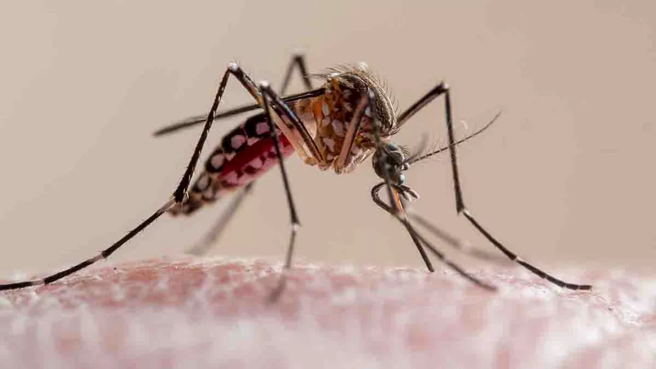 Vista resident diagnosed with the tropical disease dengue