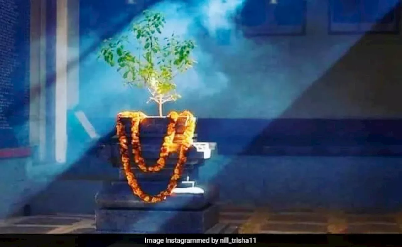 Tulsi Vivah 2024 Date: तुलसी विवाह 2024 में कब है, पूजा शुभ मुहूर्त और प्रसाद रेसिपी