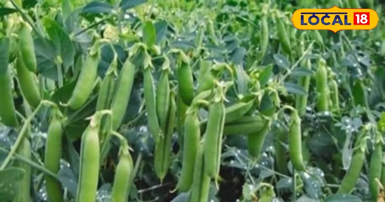 Pea cultivation: किसान SUGP-PE 42 किस्म की मटर लगाएं, 1 हेक्टेयर में 70 किलो बीज, 4 महीने में बदल जाएगी किस...