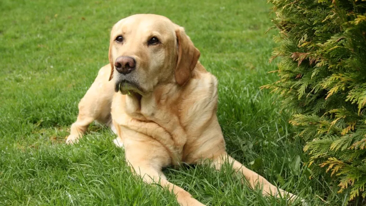 क्रूरता की सारी हदें पार, अपने ही Pet Dog को मां-बेटे ने बेरहमी से पीटा फिर पेड़ पर लटका दिया शव