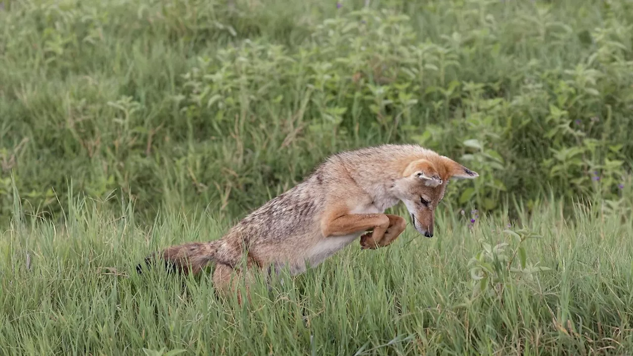 Gefährlich oder harmlos?: Neue Wildtierart breitet sich in Deutschland aus