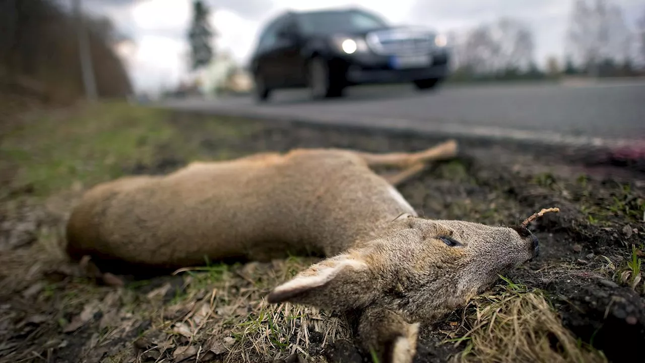 Hessen: Zeitumstellung erhöht Gefahr von Wildunfällen