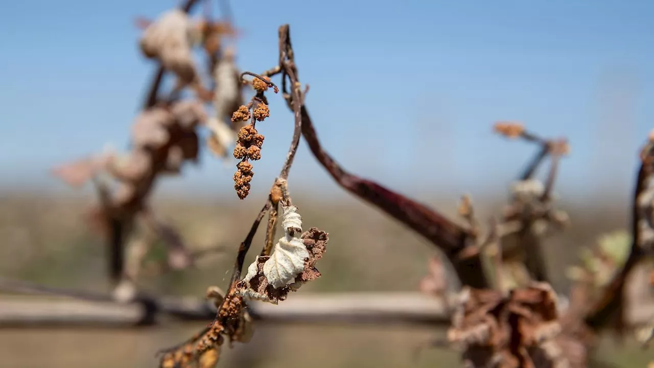 Sachsen-Anhalt: Ein Drittel der Obst- und Weinbauern benötigt Frosthilfen