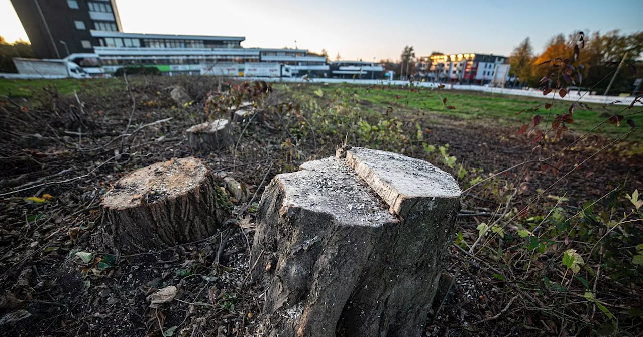 86 Bäume für Schulneubau in Bielefeld gefällt – Stadt äußert sich zu Kritik