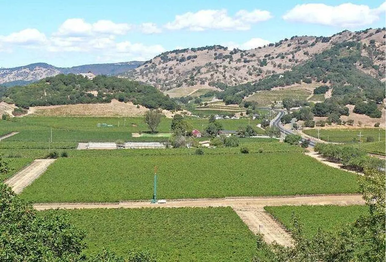 Sans ce Français émigré au XIXᵉ siècle, la Californie boirait sans doute encore du mauvais vin