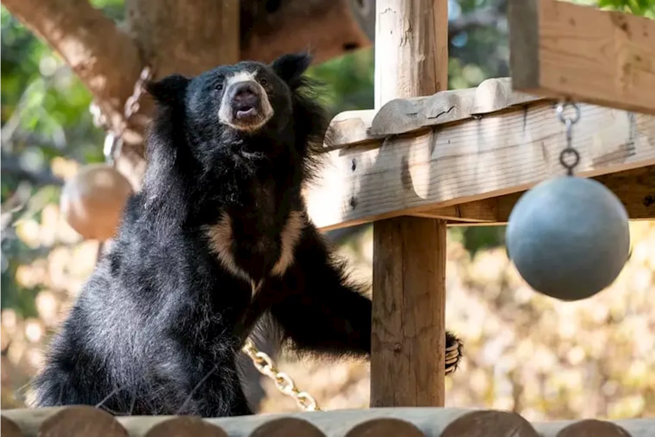 The Philadelphia Zoo announces a $20 million bear exhibit expansion