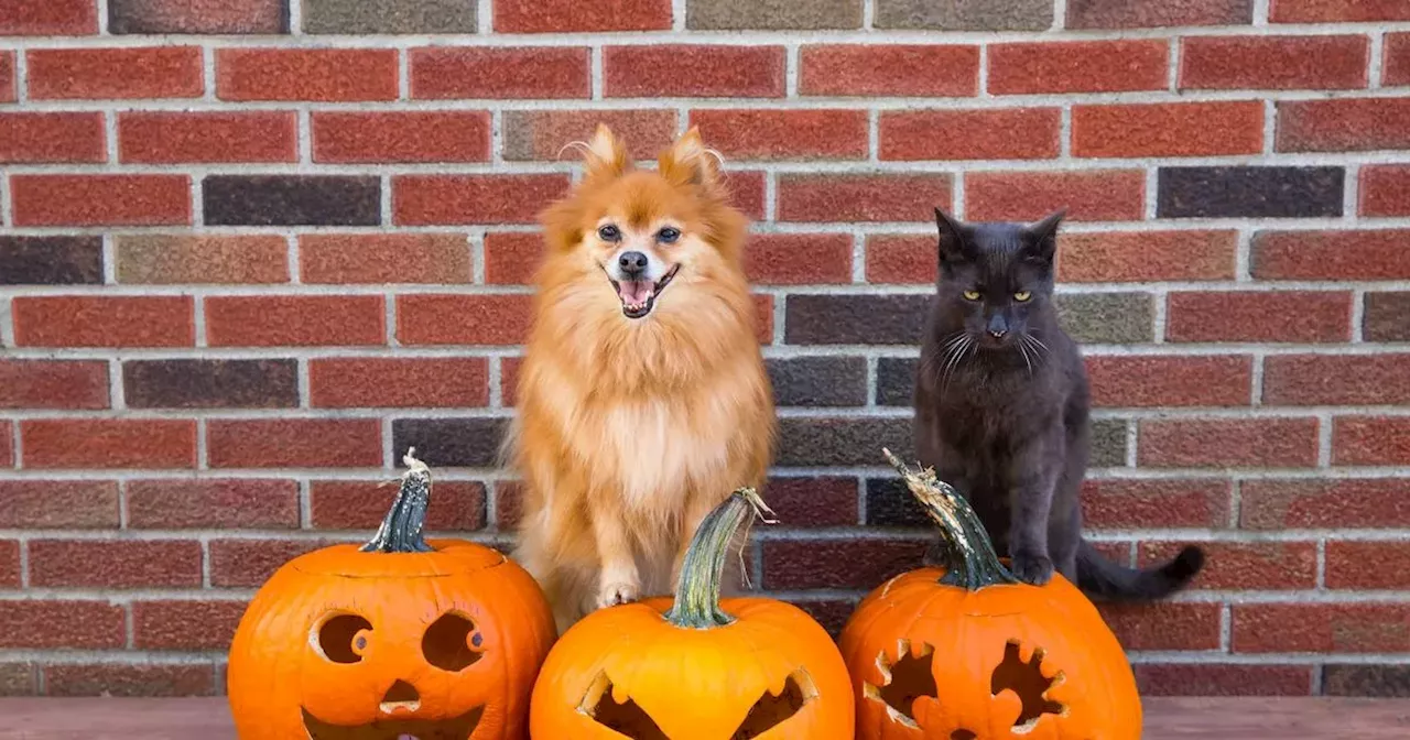 Pet expert's Halloween warning to anyone who owns a dog or cat