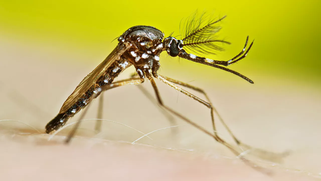 Male mosquitoes sometimes suck, too