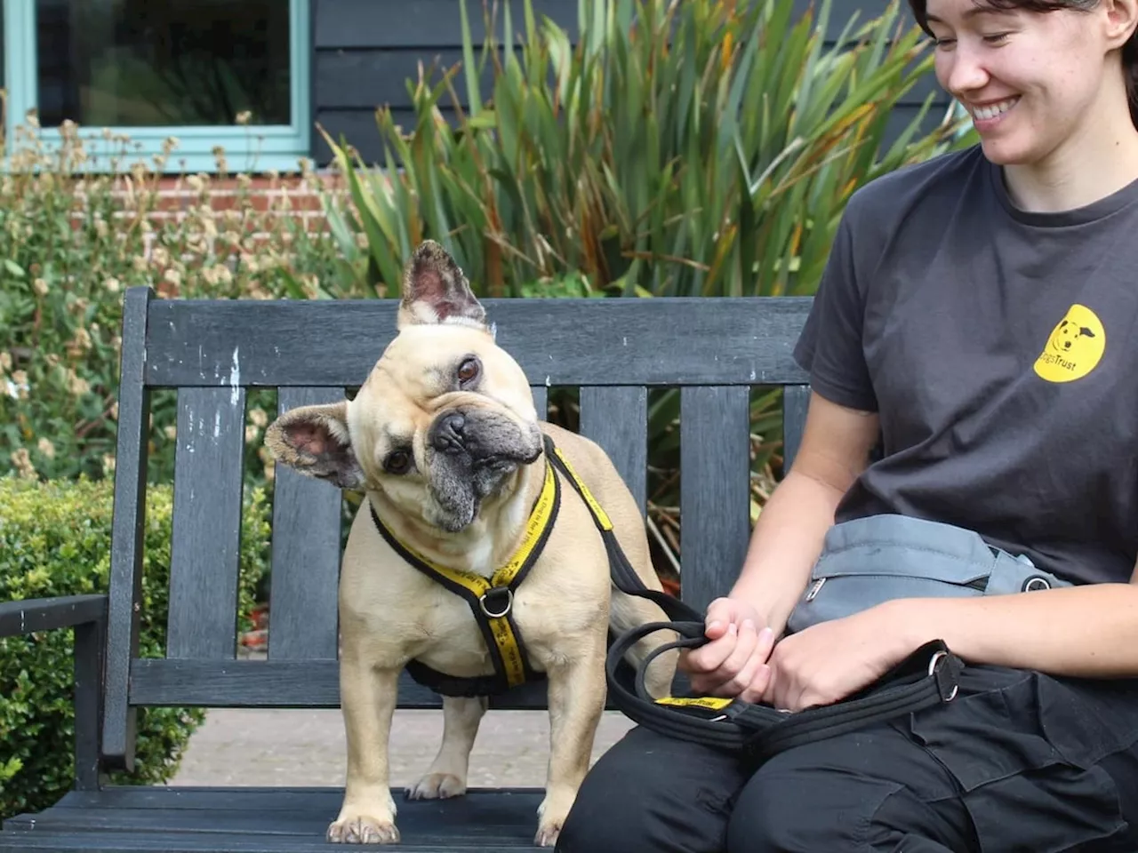 Dogs Trust Shrewsbury appeal to end French bulldog's year-long search for special someone in time for Christmas