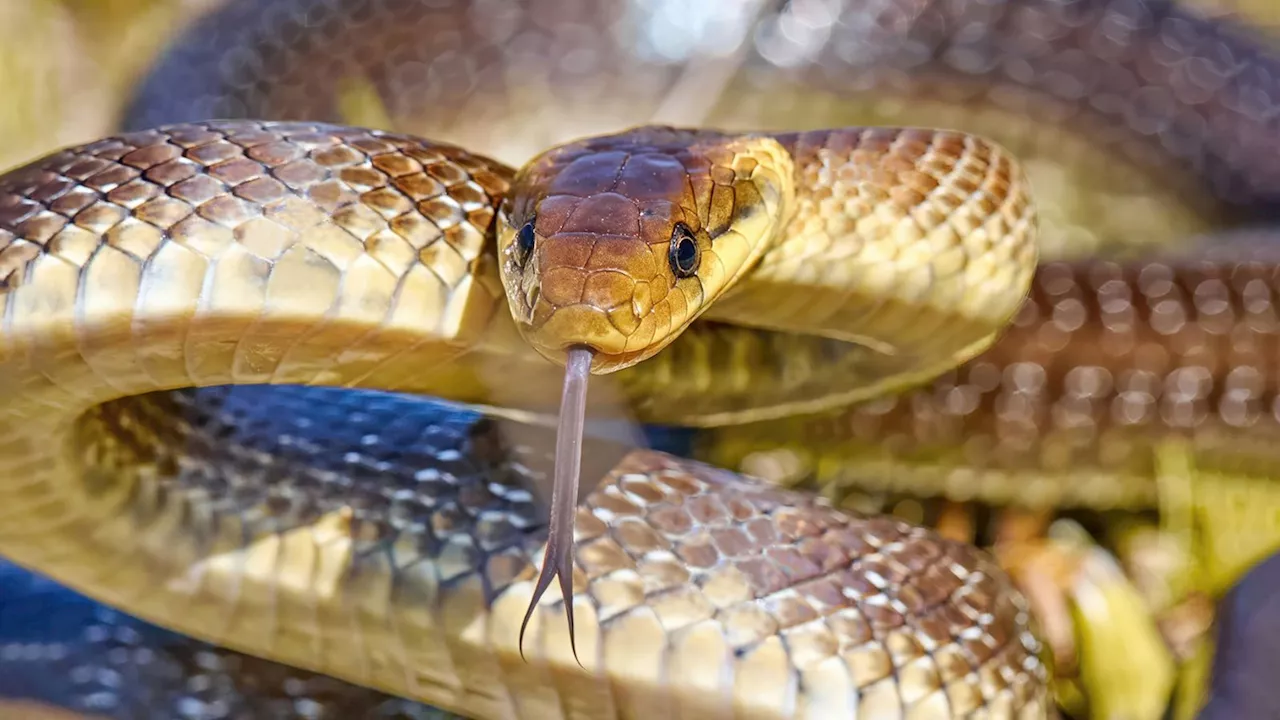 Aesculapian snake that grows up to 2 metres in length 'living in UK attics and walls'