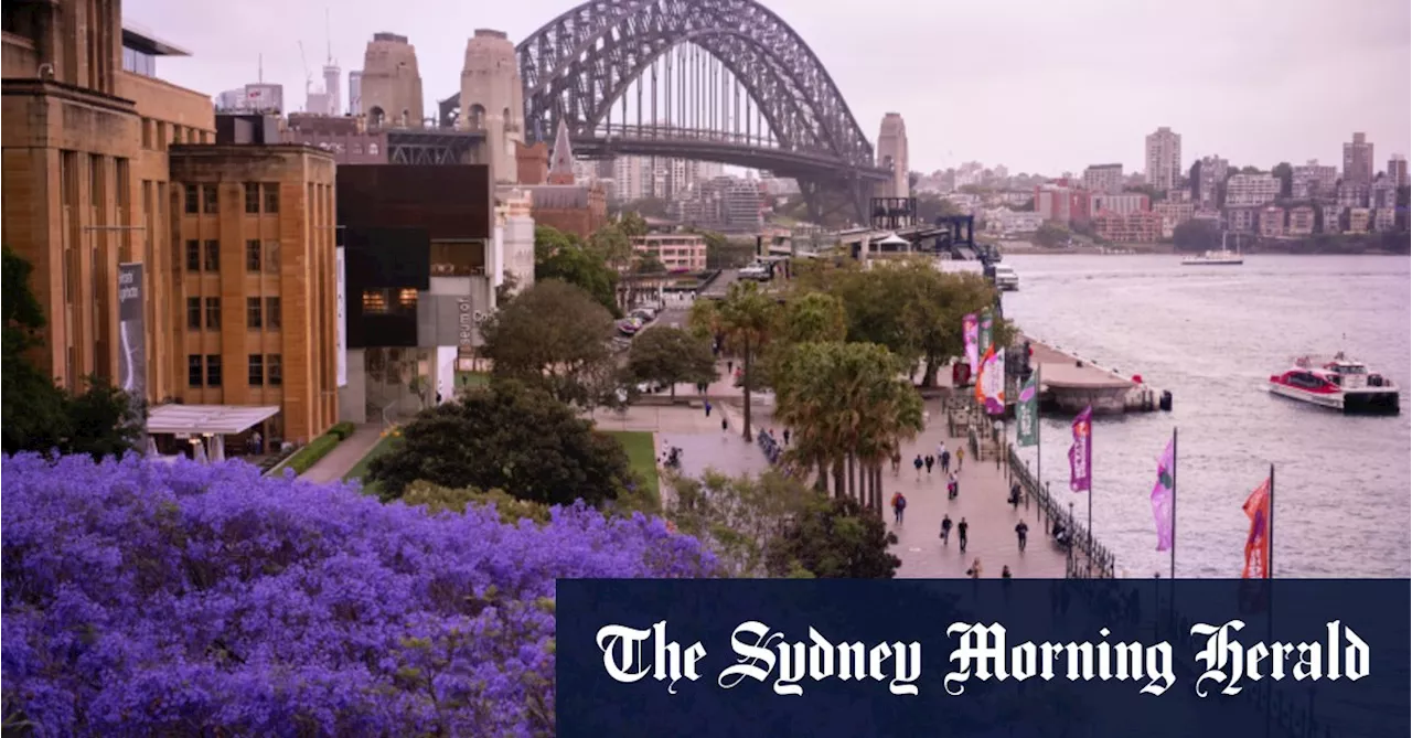 Win a jacaranda tree with your purple prose