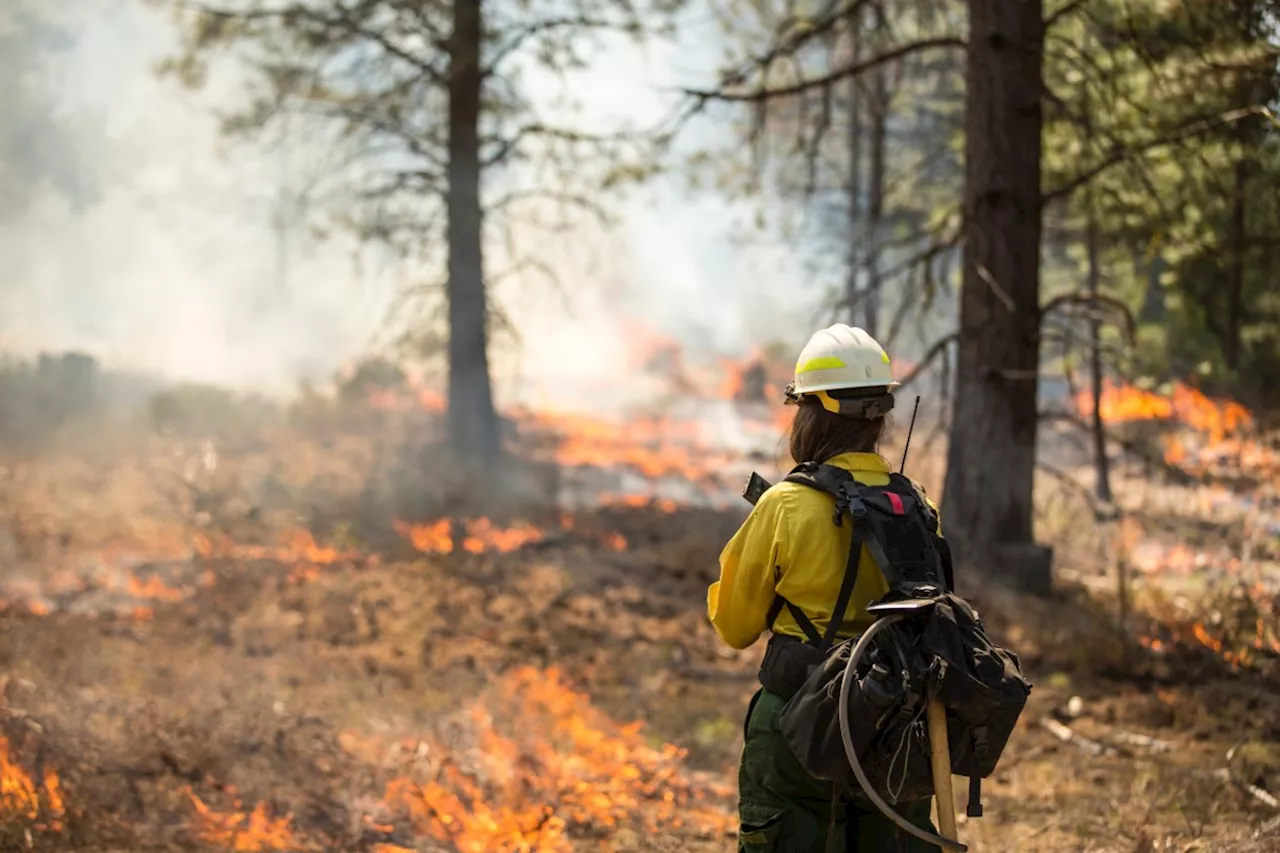 Six new wildfires confirmed in Northwest Region, says AFFES report