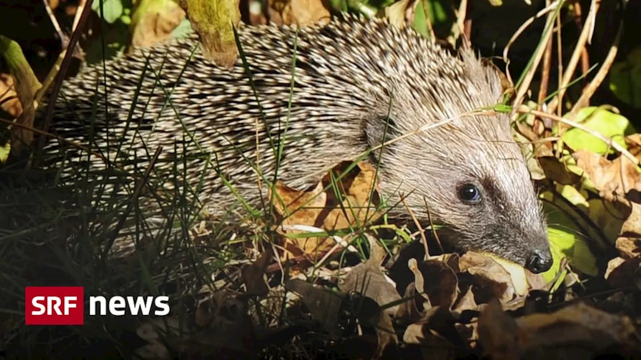 «Igel in der Schweiz profitieren wenig vom Naturschutz in Uganda»