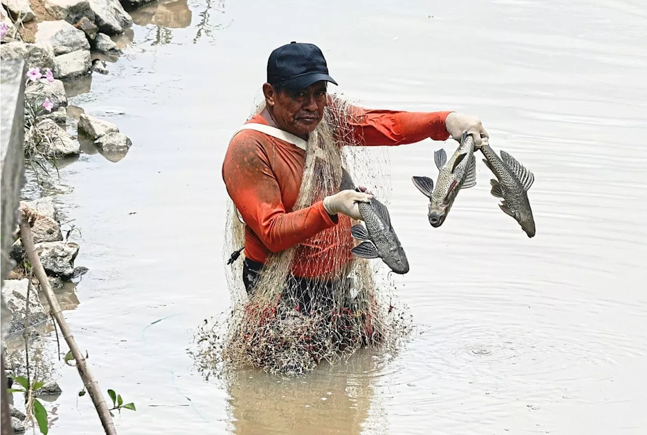 ‘Ikan Bandaraya’ – from aquarium to aggression