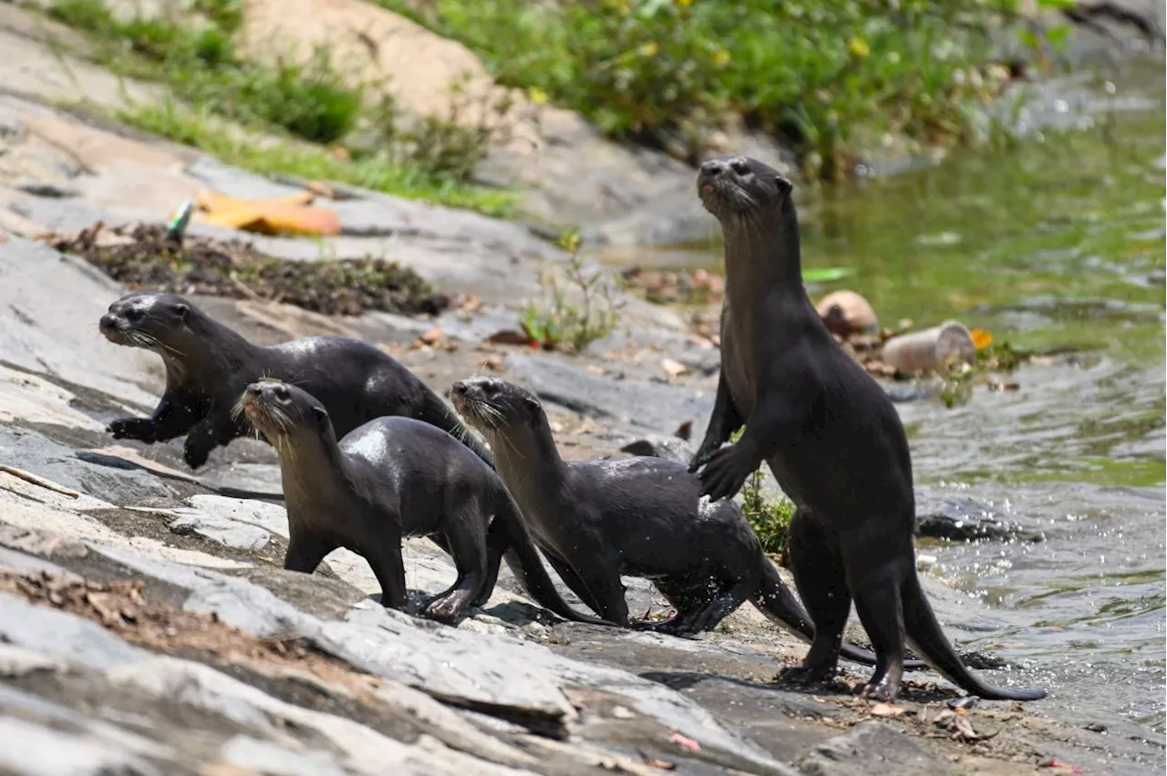 Kota Kinabalu otter attacks show more research needed, says advocacy group