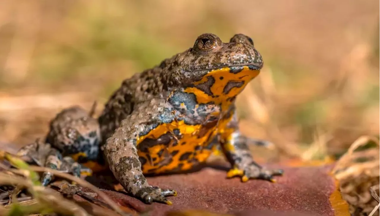 Le Conservatoire d’espaces naturels de Nouvelle-Aquitaine organise des chantiers bénévoles