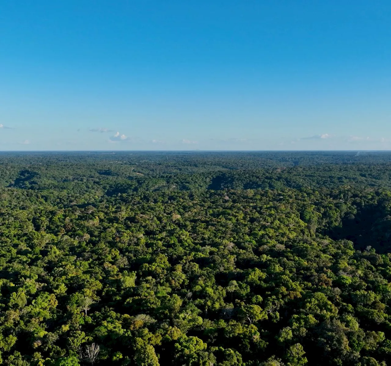 Confira como o Google tem usado IA para tornar o mundo mais sustentável