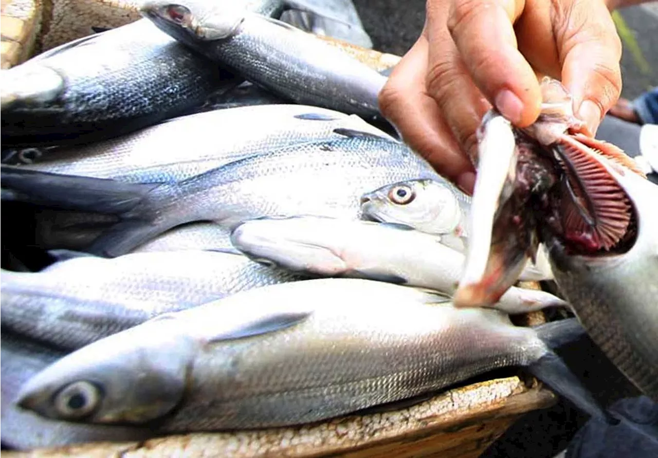 P29M worth of Dagupan bangus escape to sea