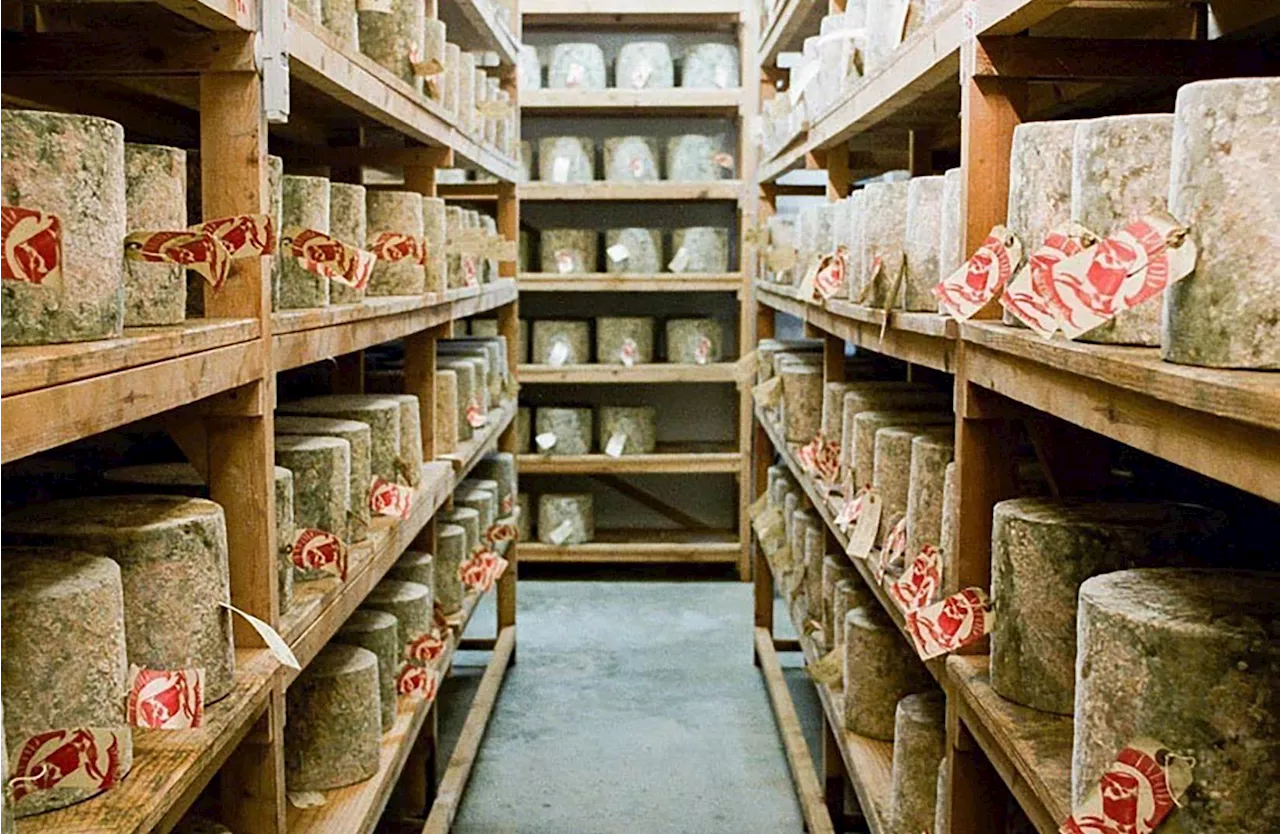 Brazen thieves steal 22 TONNES of cheddar cheese after pretending to be French buyer