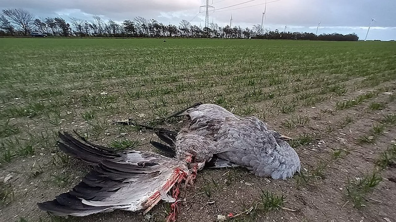 Trane-tragedie: Kolliderede med højspændingsledninger