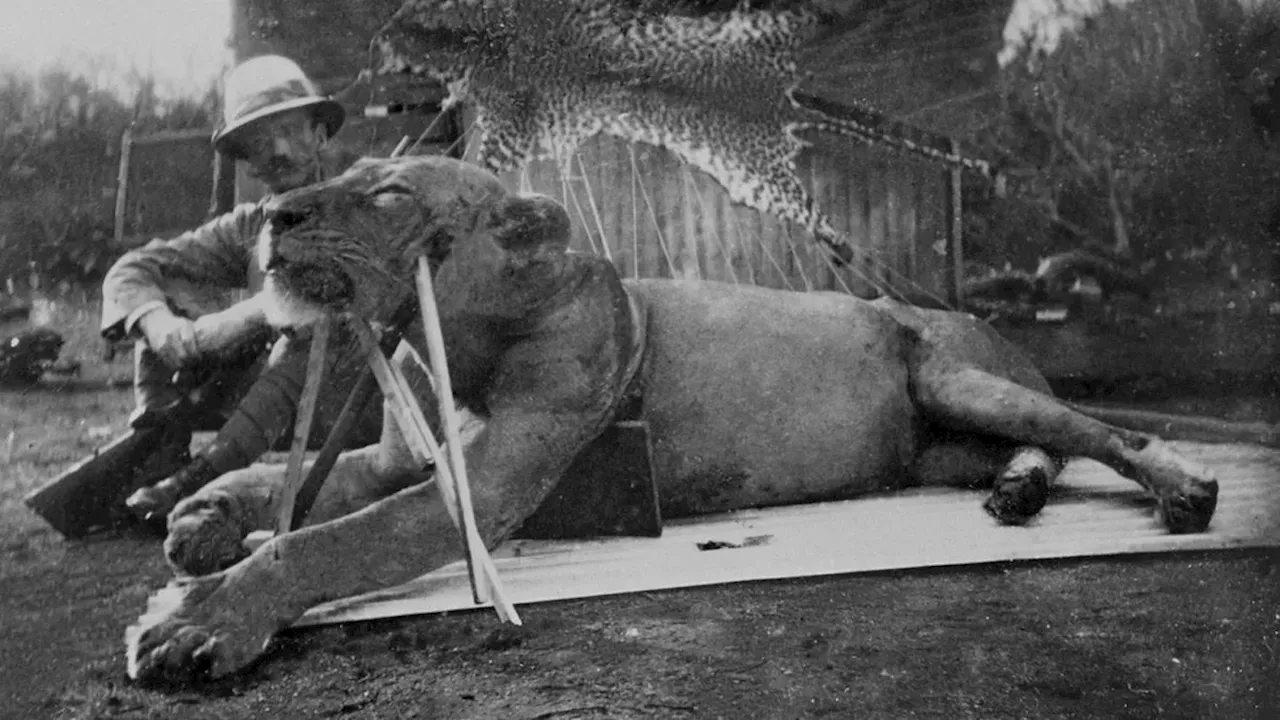 Berygtede løvebrødre dræbte mennesker i 1898 – nu er forskerne blevet klogere på hvorfor