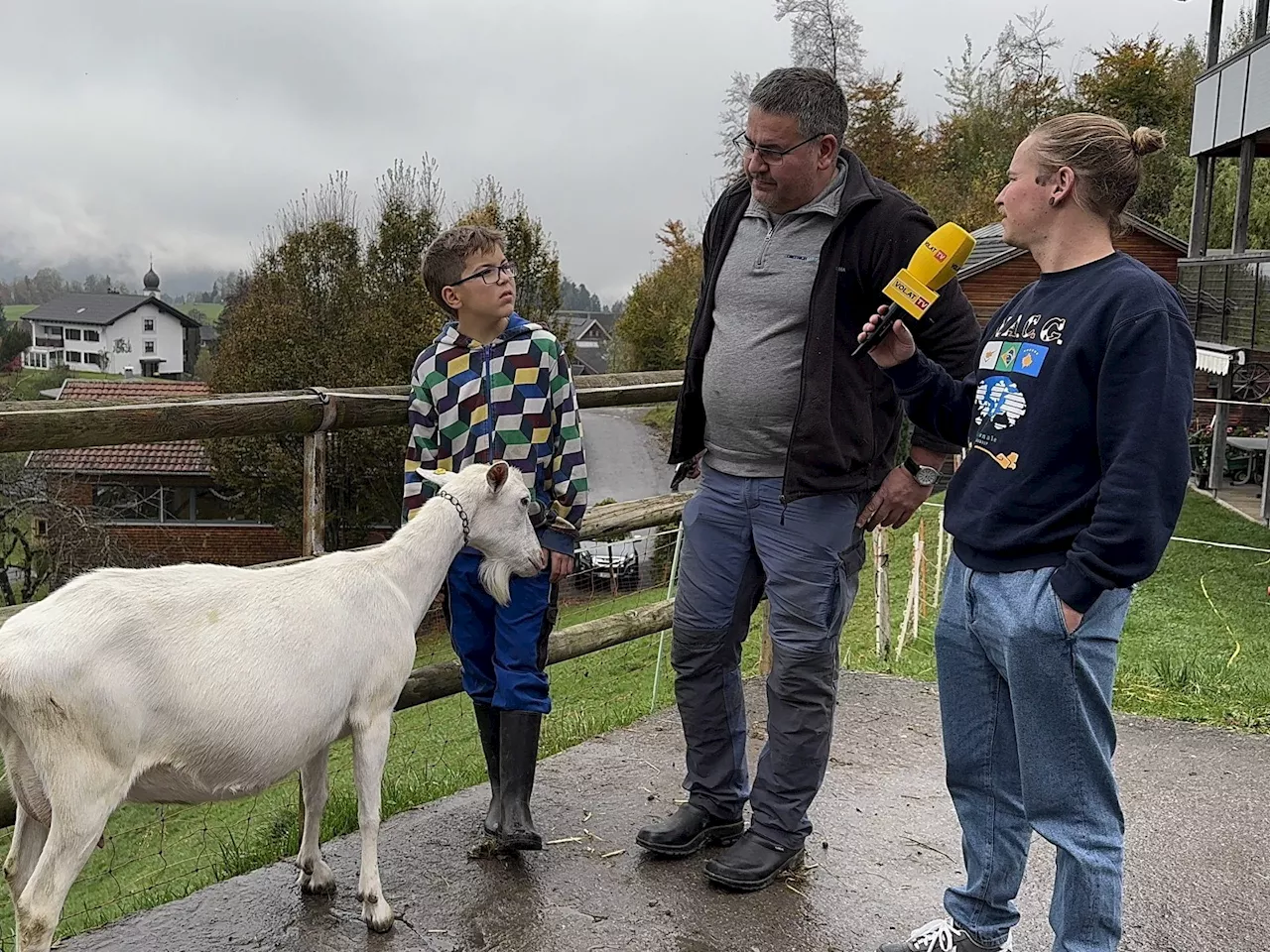 Wie Züchter Baurenhas seine Ziege Geli für die große Ausstellung in Andelsbuch herausputzt