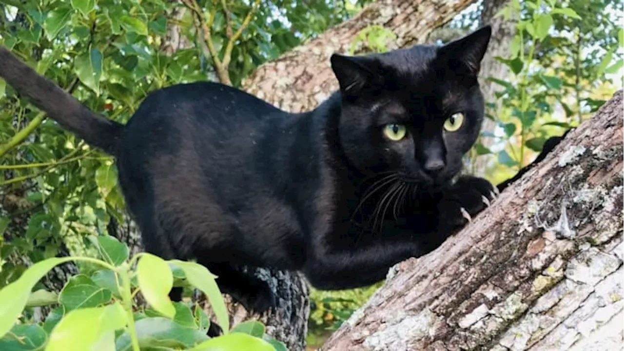 Oct. 27 is National Black Cat Day Share your photos on SnapJAX