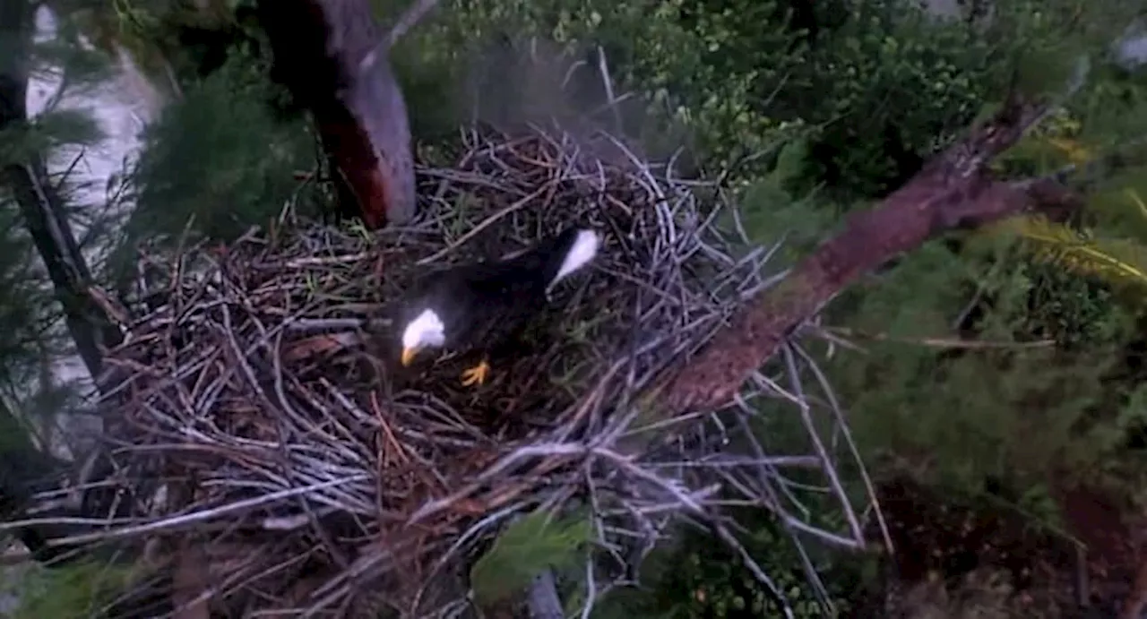 Video shows bald eagle brave Hurricane Milton in Southwest Florida