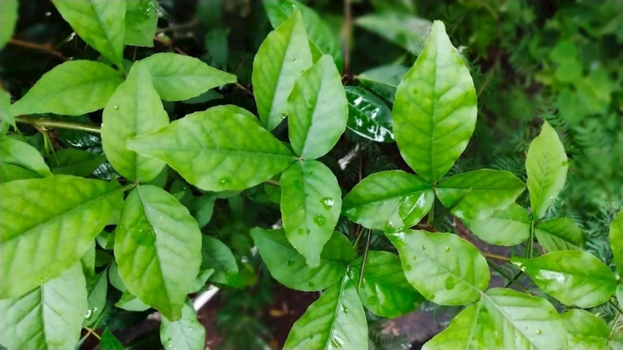 ಇವು ಕೇವಲ ಎಲೆಗಳಲ್ಲ ಮಧುಮೇಹಿಗಳಿಗೆ ಪವಾಡ ಔಷಧ!! ಇದನ್ನು ಸೇವಿಸುವುದರಿಂದ ಎಷ್ಟೆ ಹೆಚ್ಚಿದ್ದರು ತಕ್ಷಣ ಕಂಟ್ರೋಲ್‌ಗೆ ಬರುತ್ತೆ ಬ್ಲಡ್‌ ಶುಗರ್‌