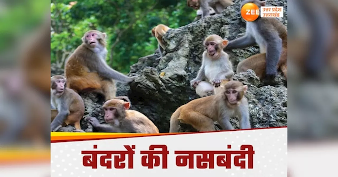 Almora News: हजारों बंदरों की नसबंदी, उत्तराखंड में क्यों चल रहा वानर सेना के खिलाफ अभियान