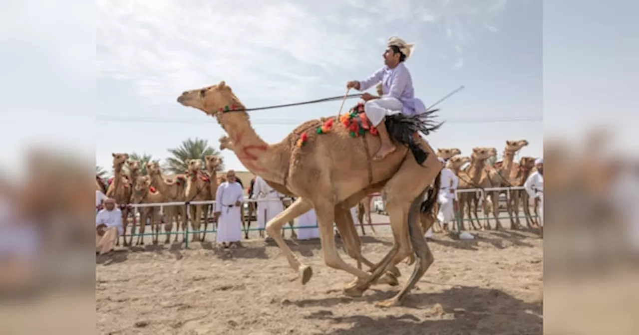 International Camel Festival 2025: राजस्थान के इंटरनेशनल कैमल फेस्टिवल में दौड़ेंगे घोड़े! तेज हो रही तैयारी