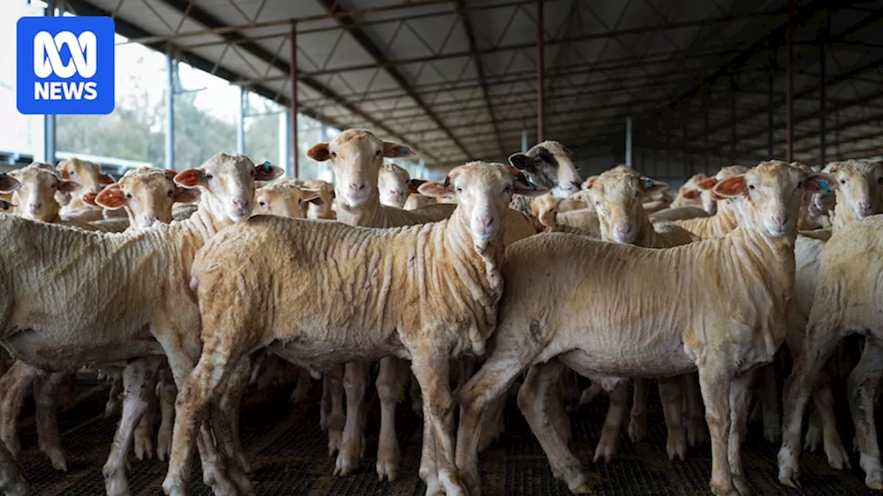 Live sheep export ban triggers food security fears for Kuwaiti importer