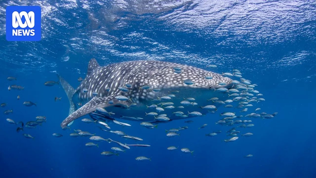 Whale sharks face increasingly perilous journey after leaving Ningaloo Reef