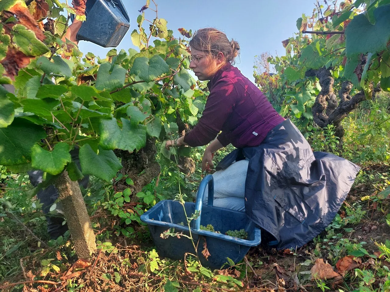 Les vendanges catastrophiques en 2024 : quel impact sur le prix et la qualité du vin ?