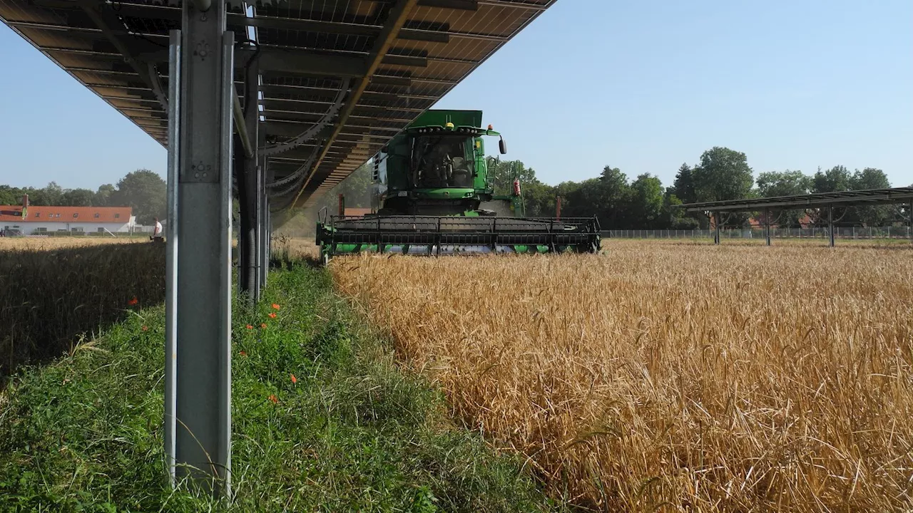 Landwirtschaft und Photovoltaik: Nur die Stromernte zählt bei Agri-PV