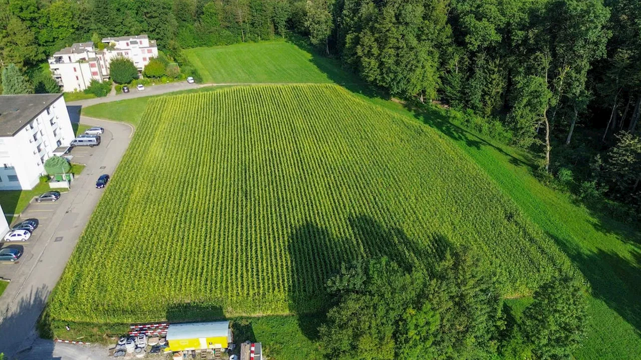 Rudolfstetten will Steuern um 10 Prozent erhöhen: Weshalb der Gemeinderat deshalb aufs Weihnachtsessen verzichtet