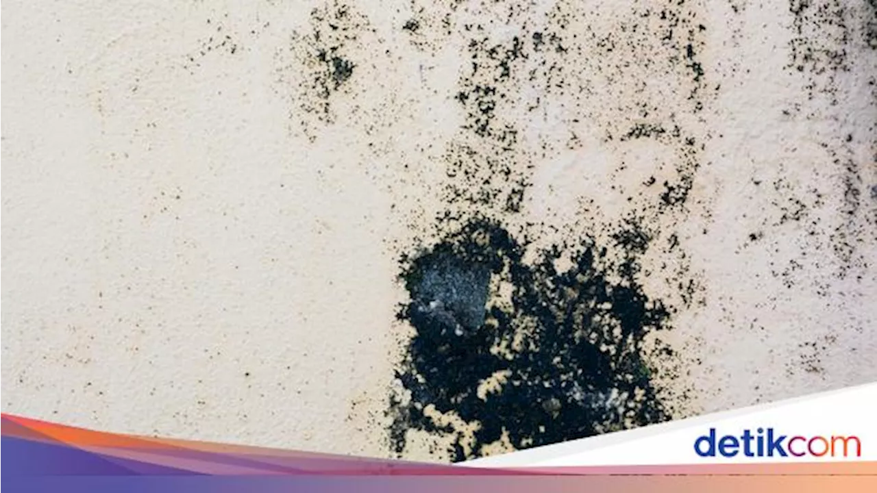 8 Cara Agar Ruangan di Dalam Rumah Tidak Lembap