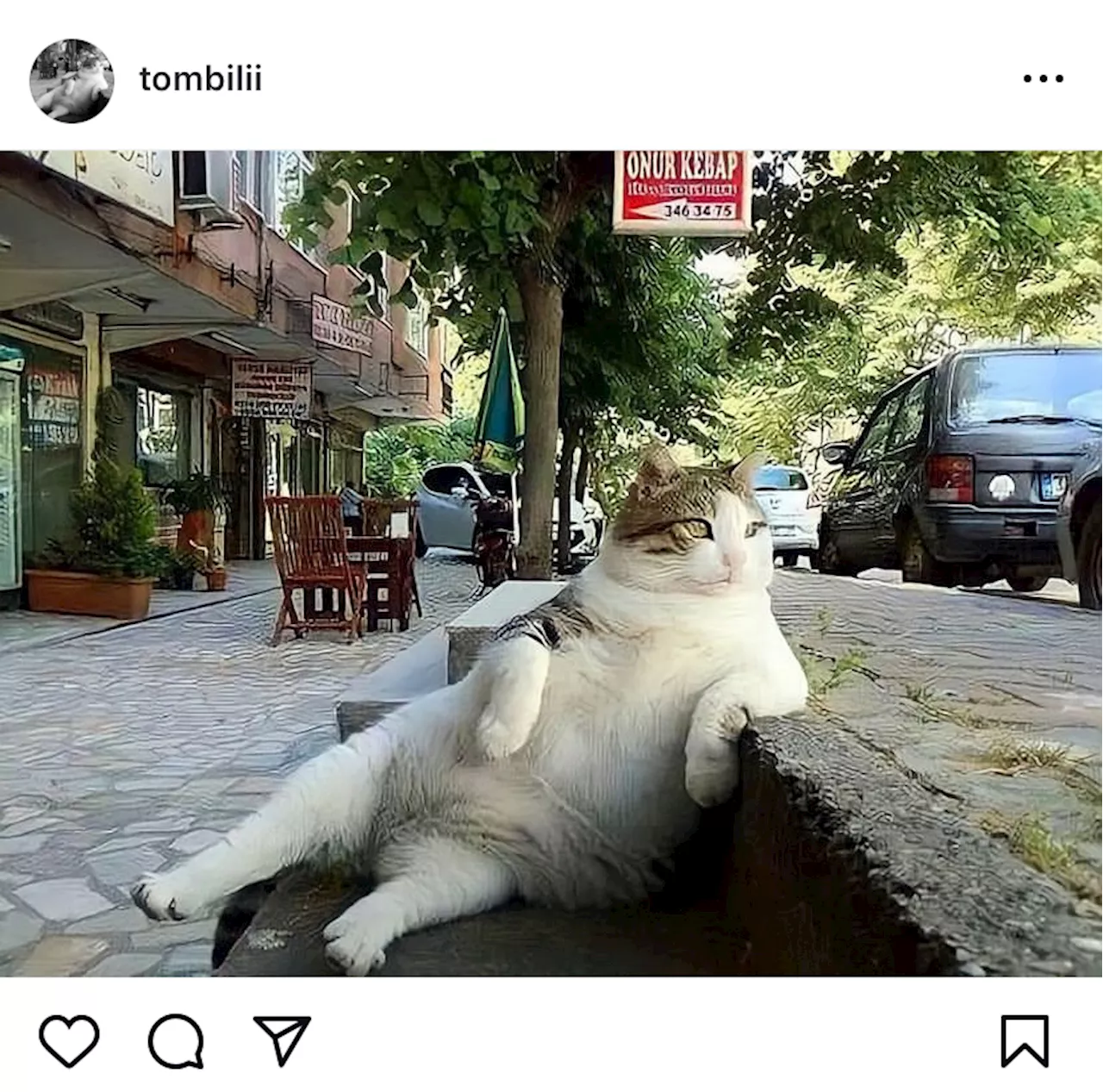 Surga Dunia Kucing dan Anjing Jalanan