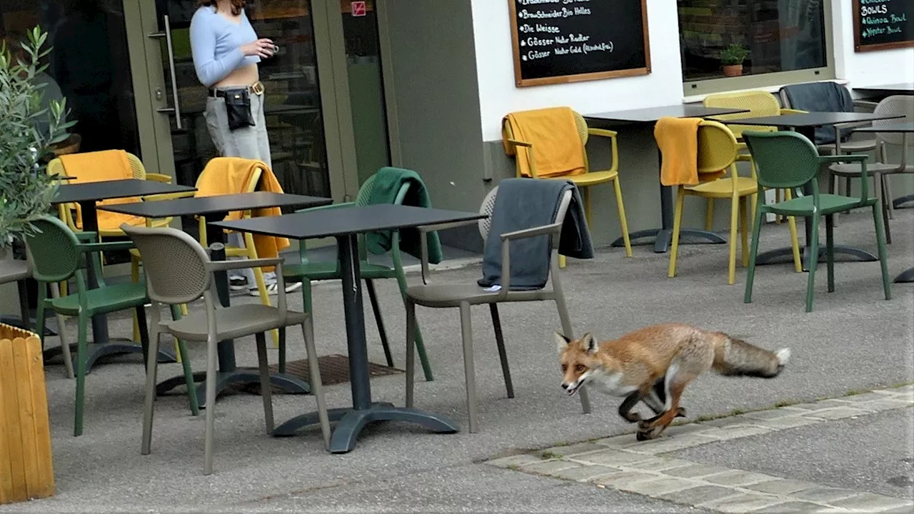 – Fuchs flitzt durch Wiener Straßen