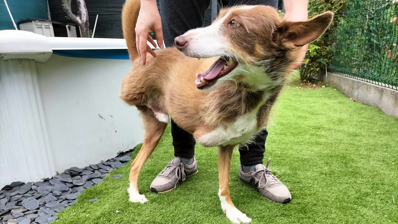 Cas, perro gallego que necesita un ‘manitas’ que le haga una silla adaptada