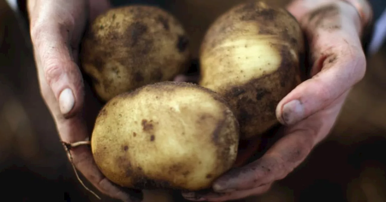 Can I leave spuds in the ground and dig them up when I need them?