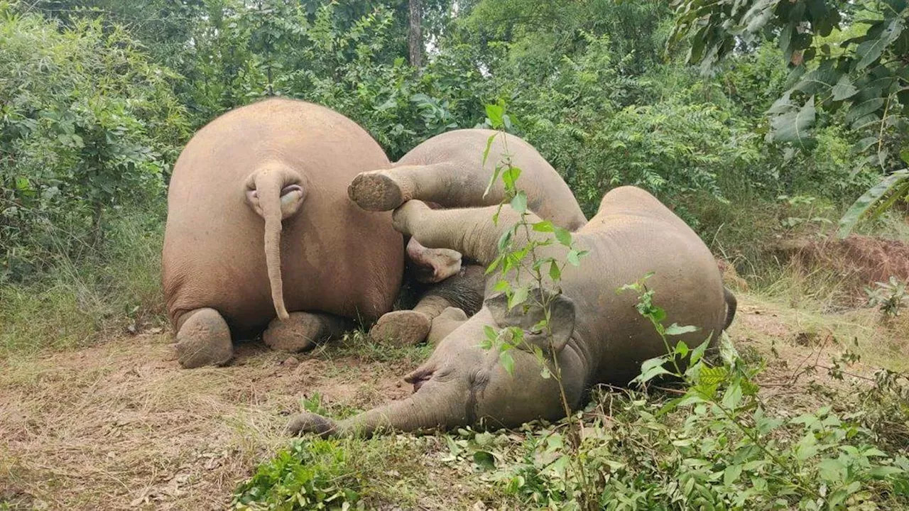 छत्तीसगढ़ के रायगढ़ में हादसा, करंट की चपेट में आने से तीन हाथियों की मौत; वन विभाग में मचा हड़कंप