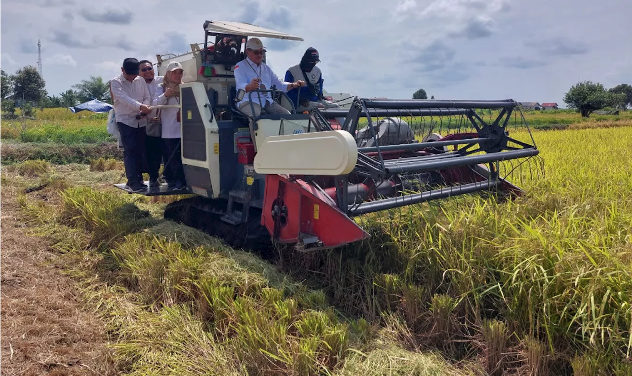 PAT Sukes, Kementan dan Pemkab Batola Memanen Padi Bersama