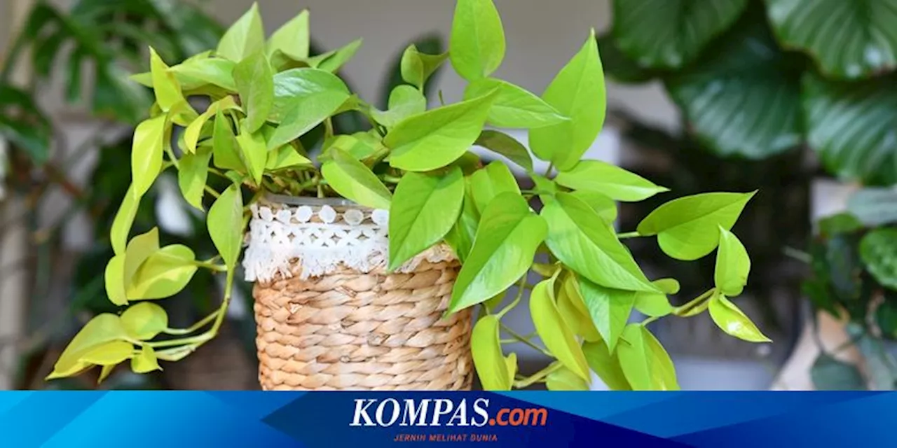 Cara Melindungi Tanaman Pothos dari Suhu Dingin