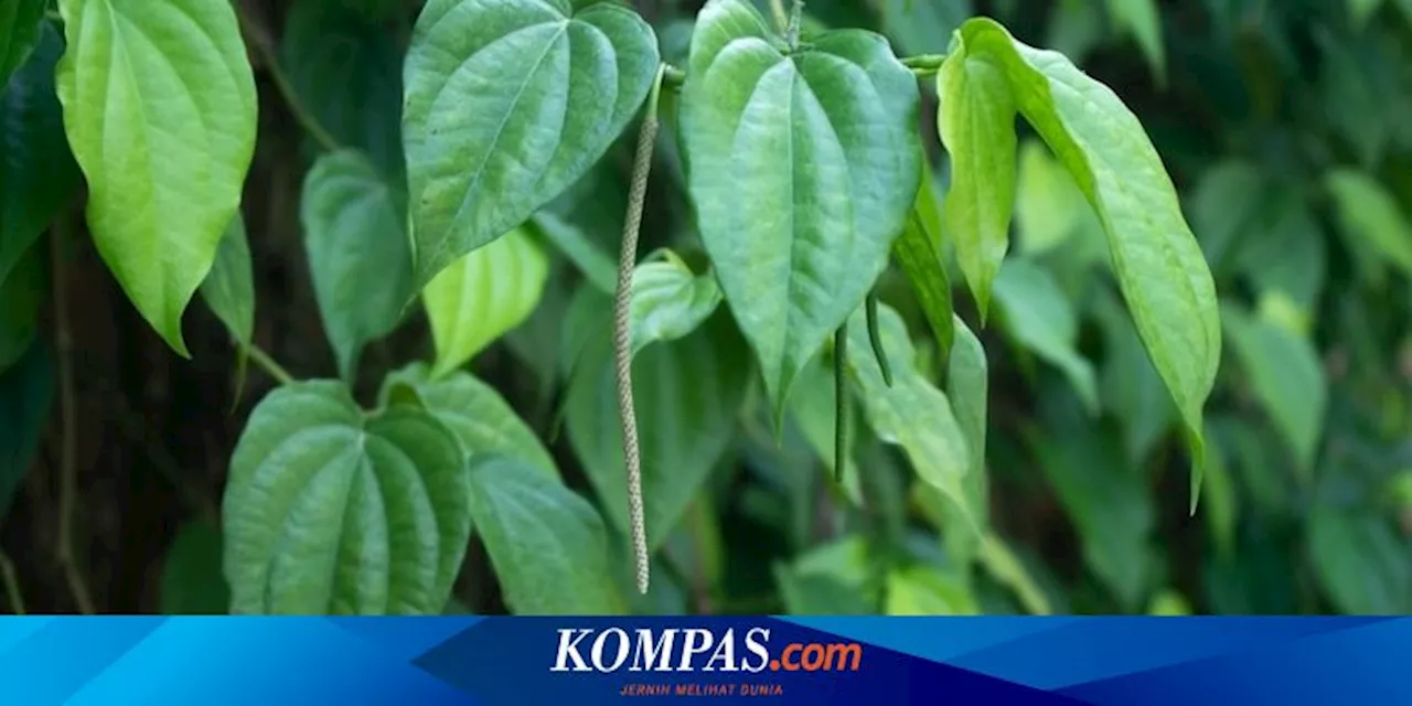 Penyakit Apa yang Bisa Diredakan dengan Daun Sirih? Ini 12 Daftarnya