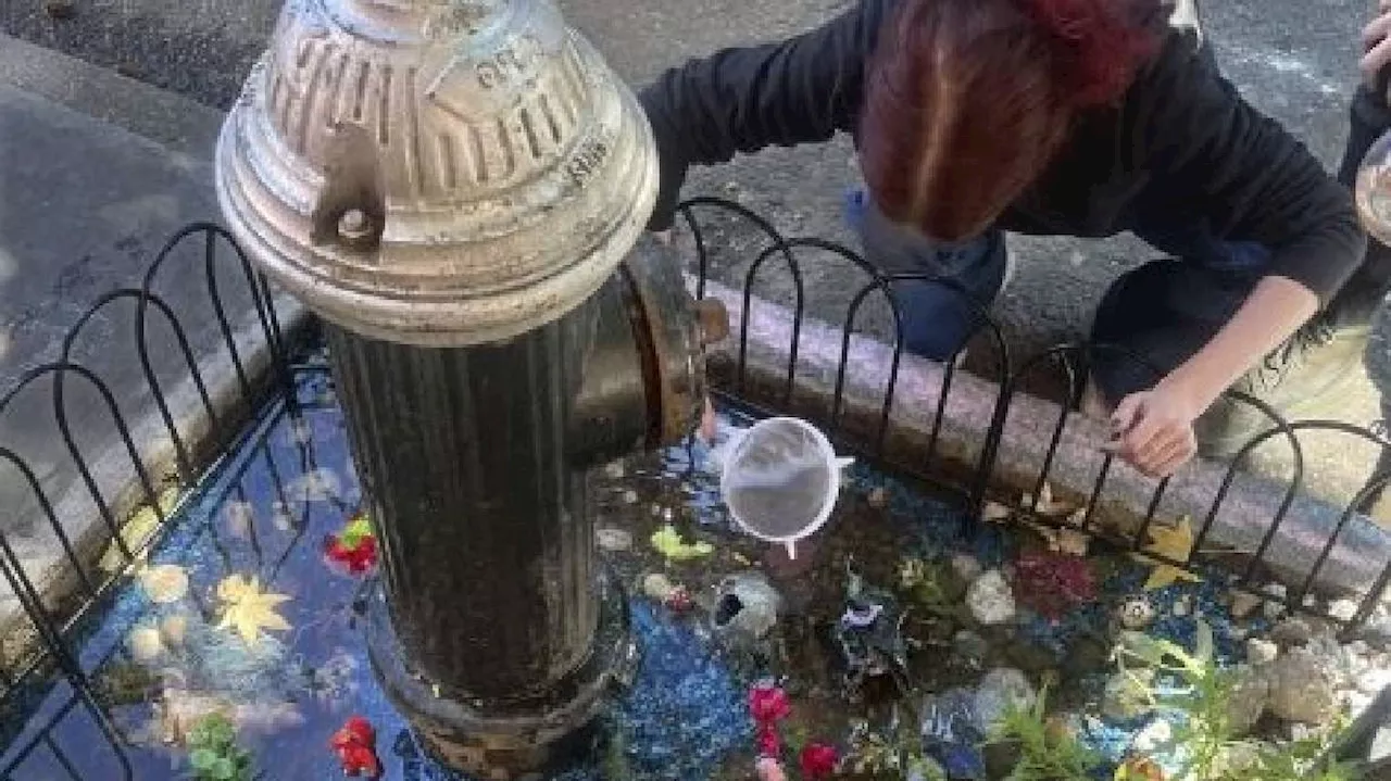 Residents angered after city takes down guerrilla goldfish aquarium under leaky fire hydrant